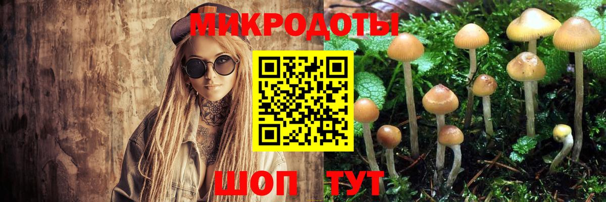 Галлюциногенные грибы Psilocybe Вязники